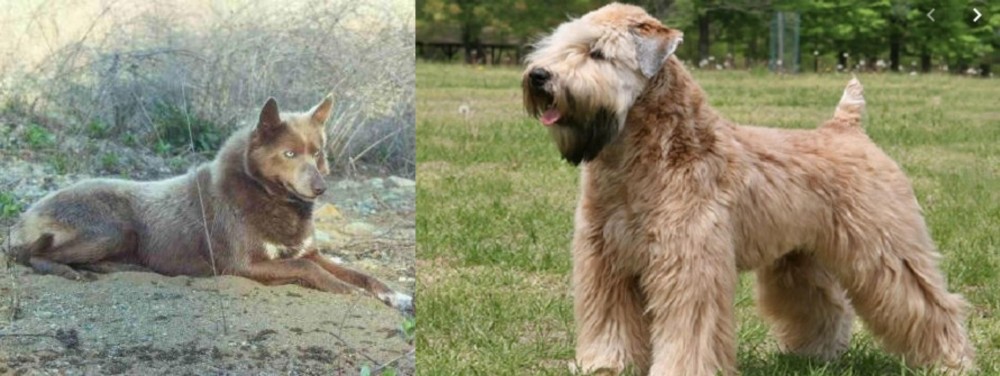 Wheaten Terrier vs Tahltan Bear Dog - Breed Comparison