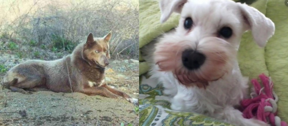 White Schnauzer vs Tahltan Bear Dog - Breed Comparison