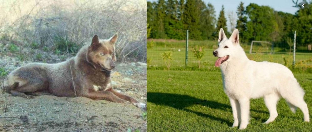 White Shepherd vs Tahltan Bear Dog - Breed Comparison