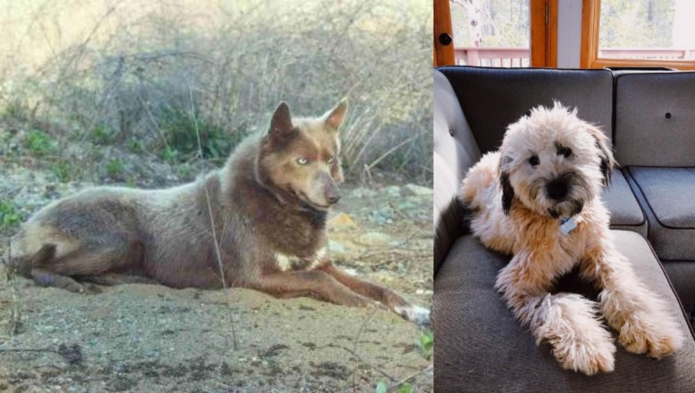 Whoodles vs Tahltan Bear Dog - Breed Comparison