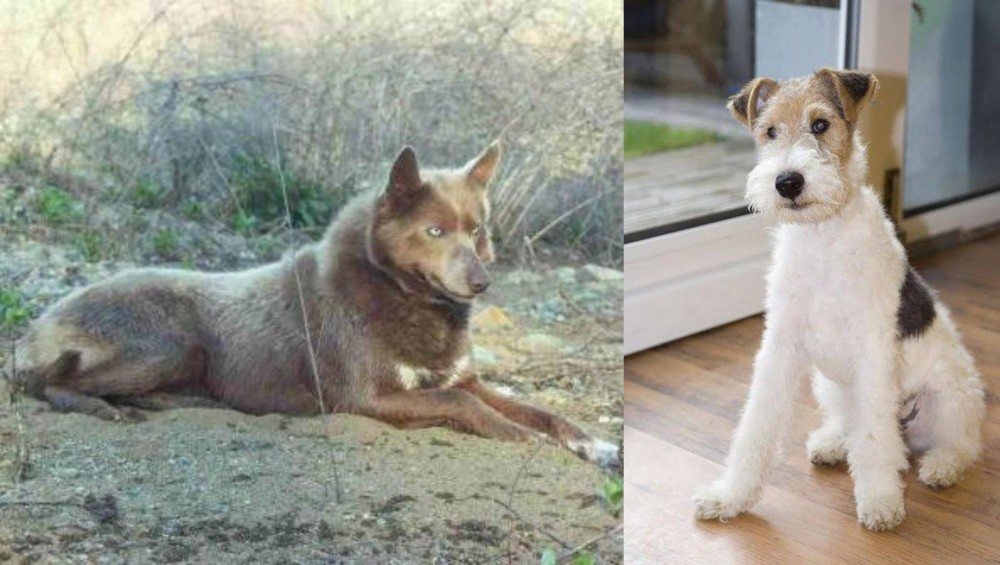 Wire Fox Terrier vs Tahltan Bear Dog - Breed Comparison