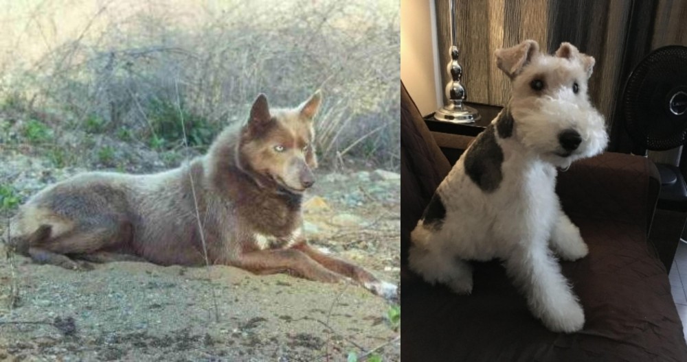 Wire Haired Fox Terrier vs Tahltan Bear Dog - Breed Comparison