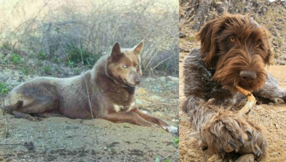 Wirehaired Pointing Griffon vs Tahltan Bear Dog - Breed Comparison