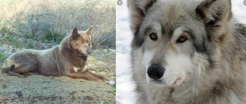 Wolfdog vs Tahltan Bear Dog - Breed Comparison