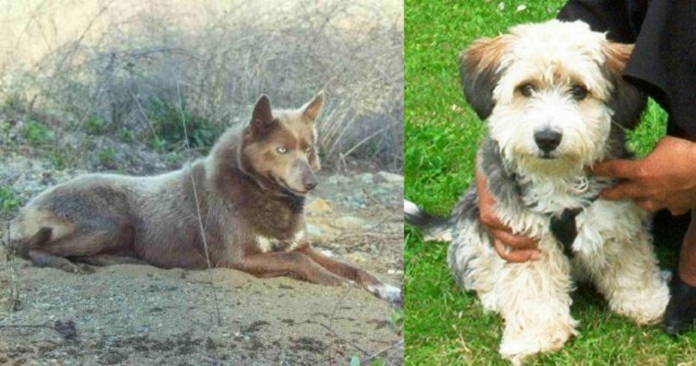 Yo-Chon vs Tahltan Bear Dog - Breed Comparison