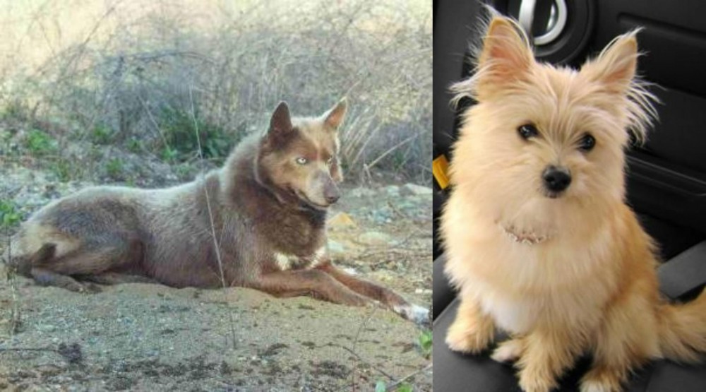 Yoranian vs Tahltan Bear Dog - Breed Comparison