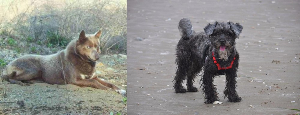 YorkiePoo vs Tahltan Bear Dog - Breed Comparison