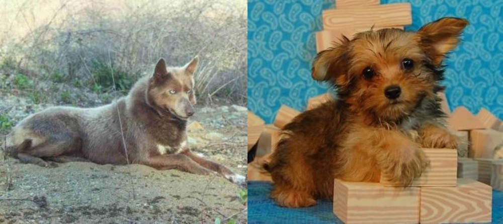 Yorkillon vs Tahltan Bear Dog - Breed Comparison
