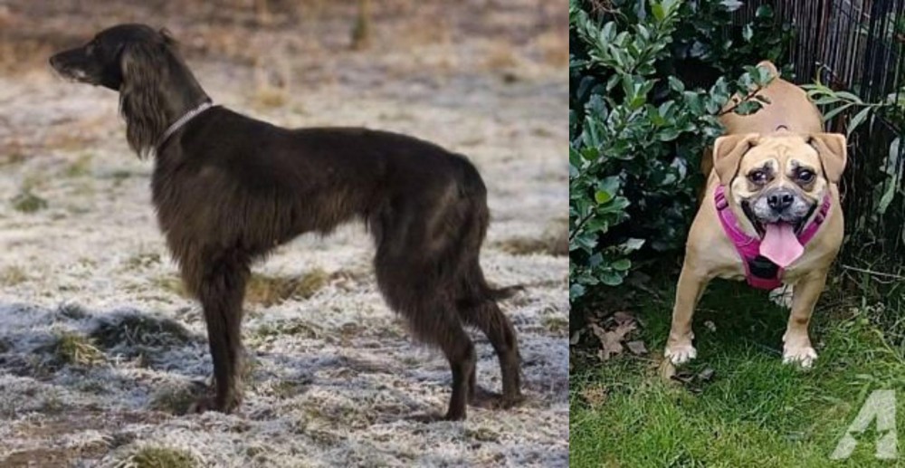 Beabull vs Taigan - Breed Comparison