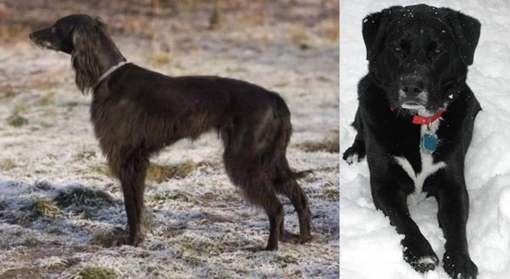 St. John's Water Dog vs Taigan - Breed Comparison