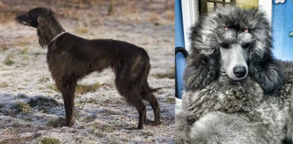 Standard Poodle vs Taigan - Breed Comparison