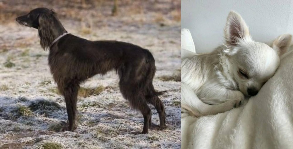Tea Cup Chihuahua vs Taigan - Breed Comparison