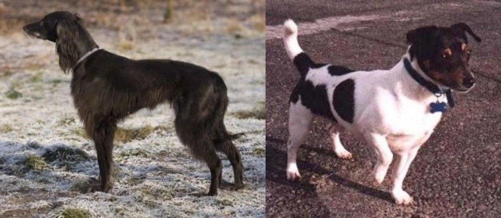 Teddy Roosevelt Terrier vs Taigan - Breed Comparison