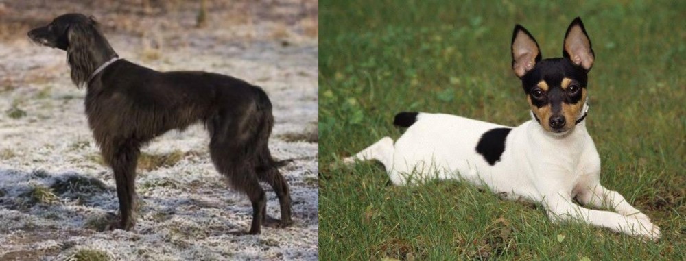 Toy Fox Terrier vs Taigan - Breed Comparison