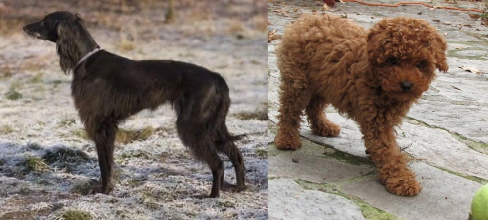 Toy Poodle vs Taigan - Breed Comparison
