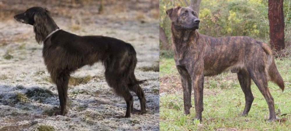 Treeing Tennessee Brindle vs Taigan - Breed Comparison
