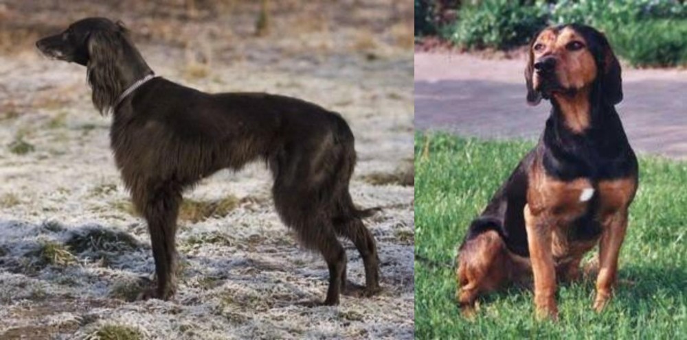 Tyrolean Hound vs Taigan - Breed Comparison