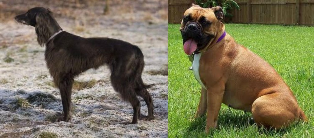 Valley Bulldog vs Taigan - Breed Comparison