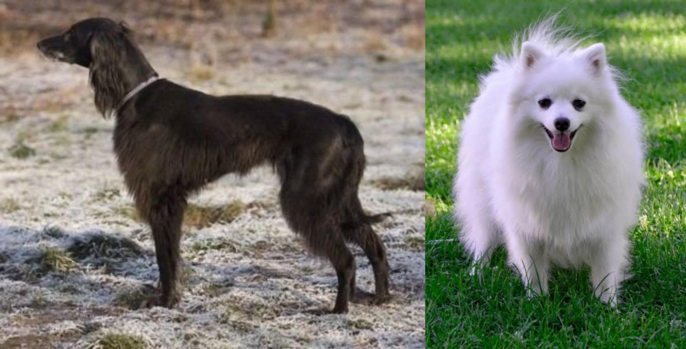 Volpino Italiano vs Taigan - Breed Comparison