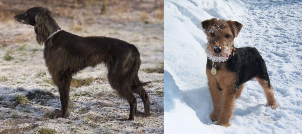 Welsh Terrier vs Taigan - Breed Comparison