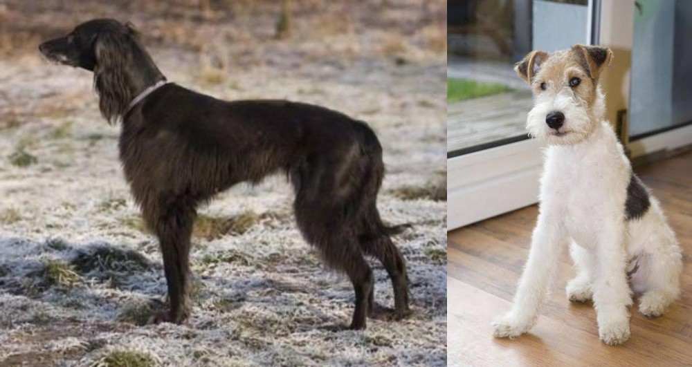 Wire Fox Terrier vs Taigan - Breed Comparison