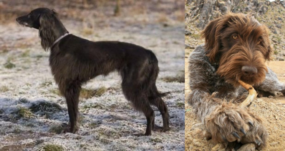 Wirehaired Pointing Griffon vs Taigan - Breed Comparison