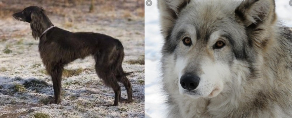 Wolfdog vs Taigan - Breed Comparison