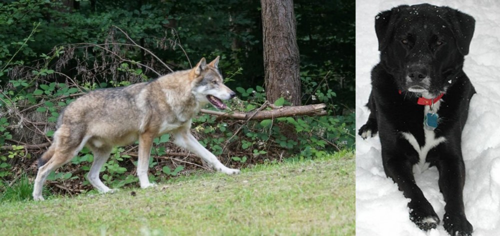St. John's Water Dog vs Tamaskan - Breed Comparison