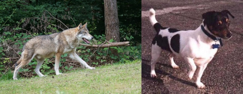 Teddy Roosevelt Terrier vs Tamaskan - Breed Comparison