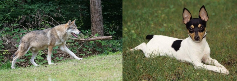 Toy Fox Terrier vs Tamaskan - Breed Comparison