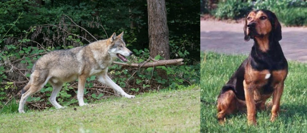 Tyrolean Hound vs Tamaskan - Breed Comparison