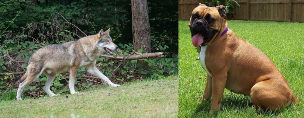 Valley Bulldog vs Tamaskan - Breed Comparison