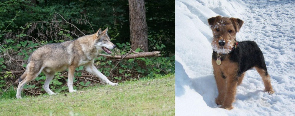 Welsh Terrier vs Tamaskan - Breed Comparison