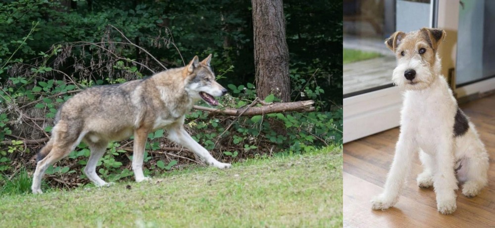 Wire Fox Terrier vs Tamaskan - Breed Comparison