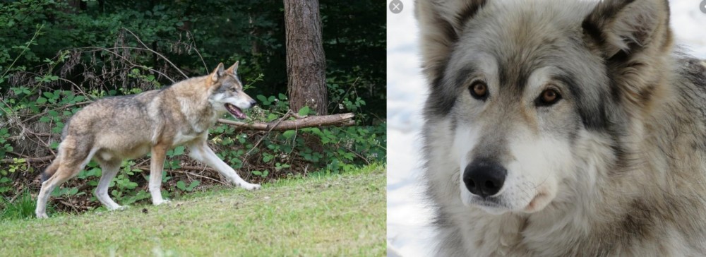 Wolfdog vs Tamaskan - Breed Comparison