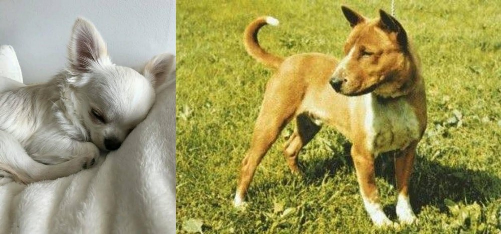 Telomian vs Tea Cup Chihuahua - Breed Comparison