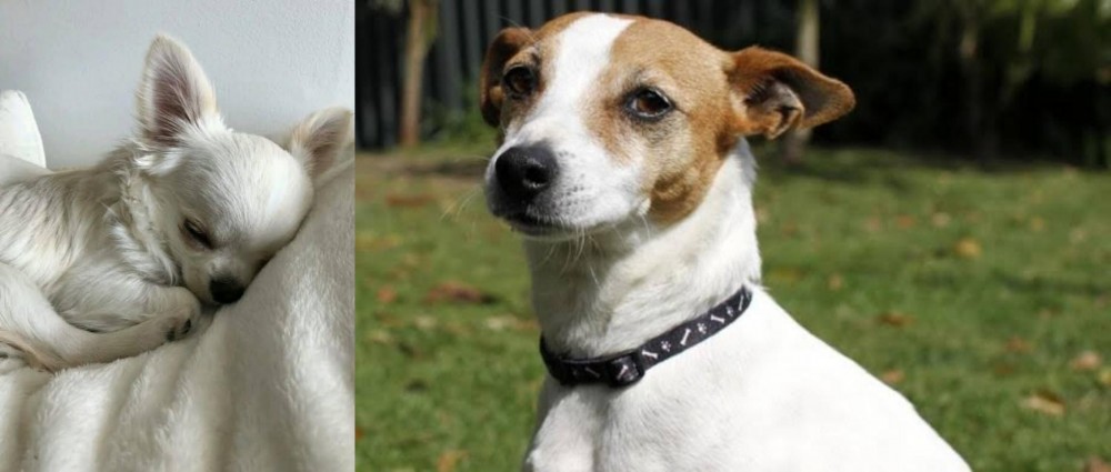 Tenterfield Terrier vs Tea Cup Chihuahua - Breed Comparison
