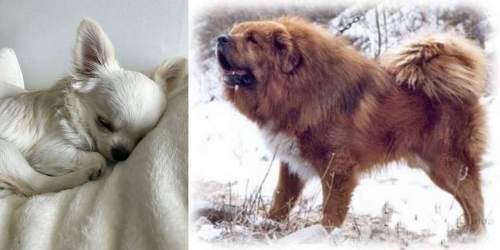 Tibetan Kyi Apso vs Tea Cup Chihuahua - Breed Comparison