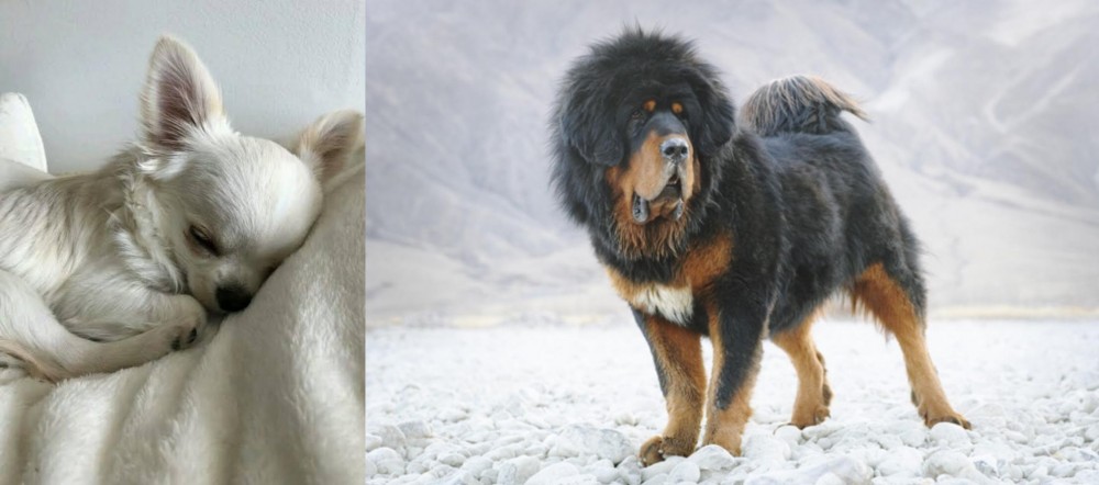 Tibetan Mastiff vs Tea Cup Chihuahua - Breed Comparison