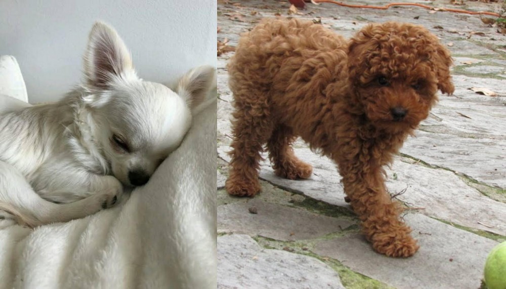 Toy Poodle vs Tea Cup Chihuahua - Breed Comparison