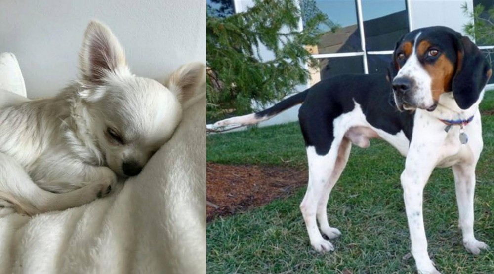 Treeing Walker Coonhound vs Tea Cup Chihuahua - Breed Comparison