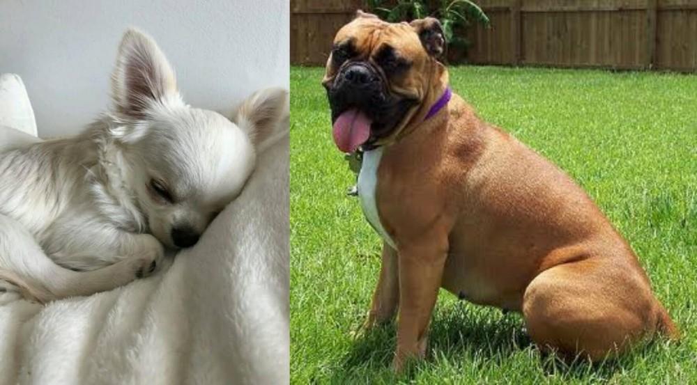 Valley Bulldog vs Tea Cup Chihuahua - Breed Comparison