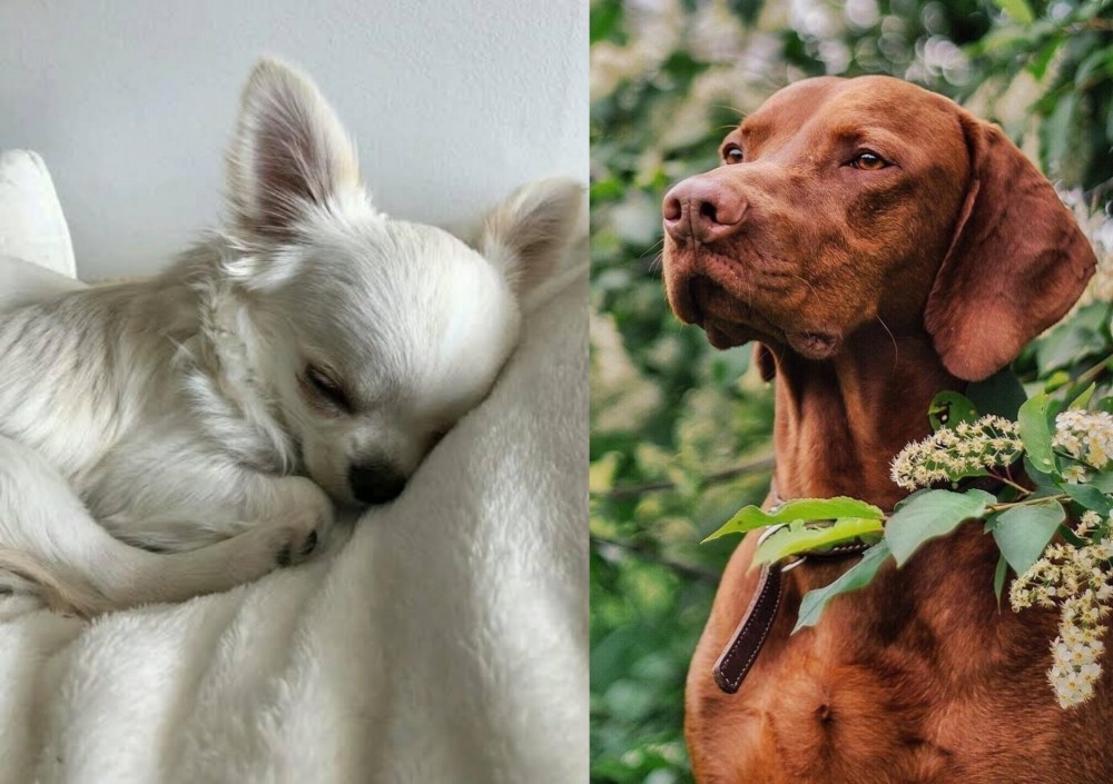 Vizsla vs Tea Cup Chihuahua - Breed Comparison