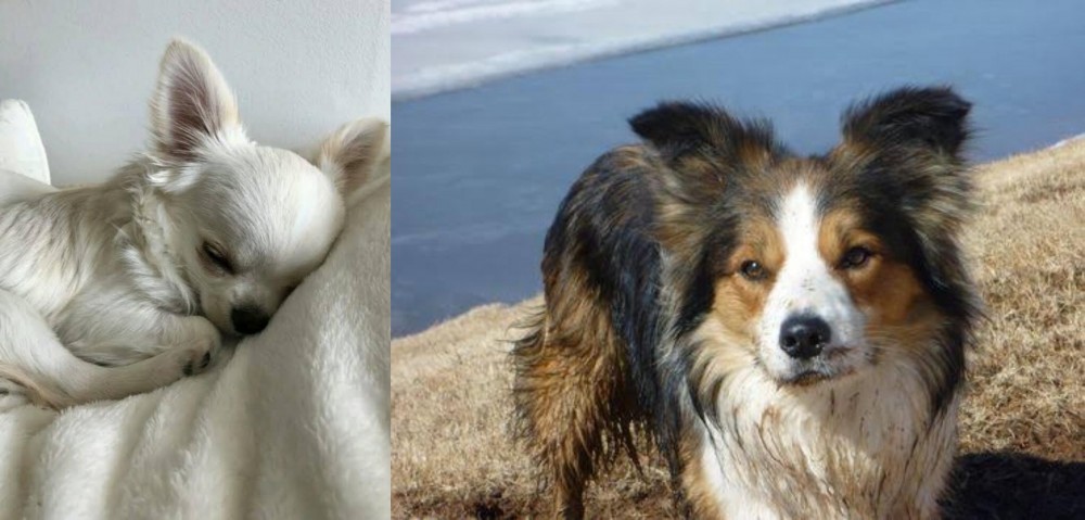 Welsh Sheepdog vs Tea Cup Chihuahua - Breed Comparison