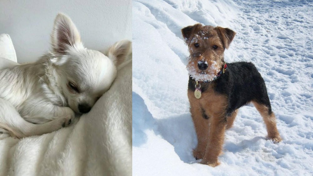 Welsh Terrier vs Tea Cup Chihuahua - Breed Comparison