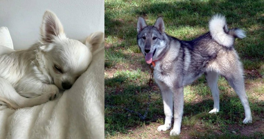 West Siberian Laika vs Tea Cup Chihuahua - Breed Comparison
