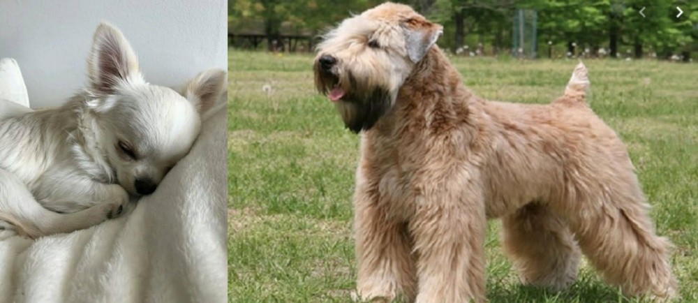 Wheaten Terrier vs Tea Cup Chihuahua - Breed Comparison