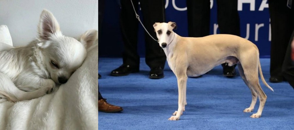 Whippet vs Tea Cup Chihuahua - Breed Comparison