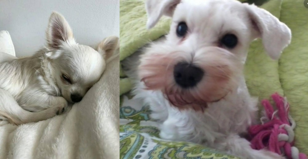 White Schnauzer vs Tea Cup Chihuahua - Breed Comparison
