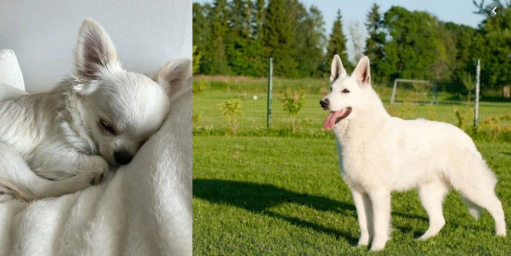 White Shepherd vs Tea Cup Chihuahua - Breed Comparison